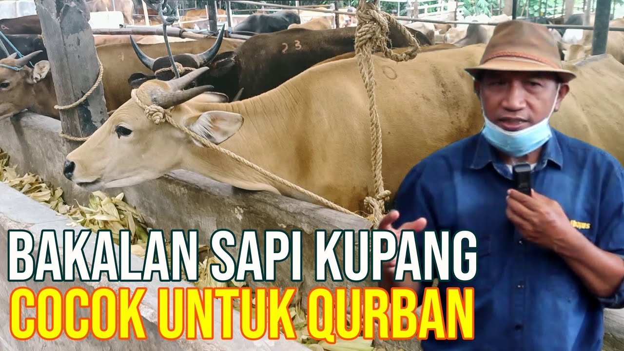
                                 Proses-Kedatangan-Sapi-Kupang-Pertama-Masuk-Kandang